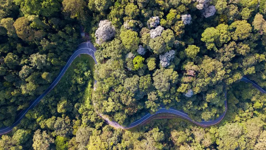 Ariel view of forest