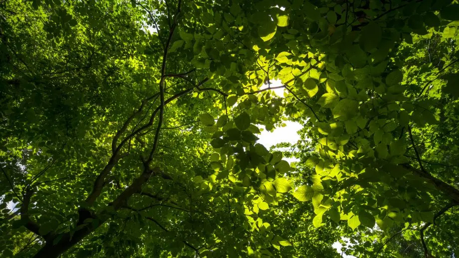 Tee canopy with sunlight